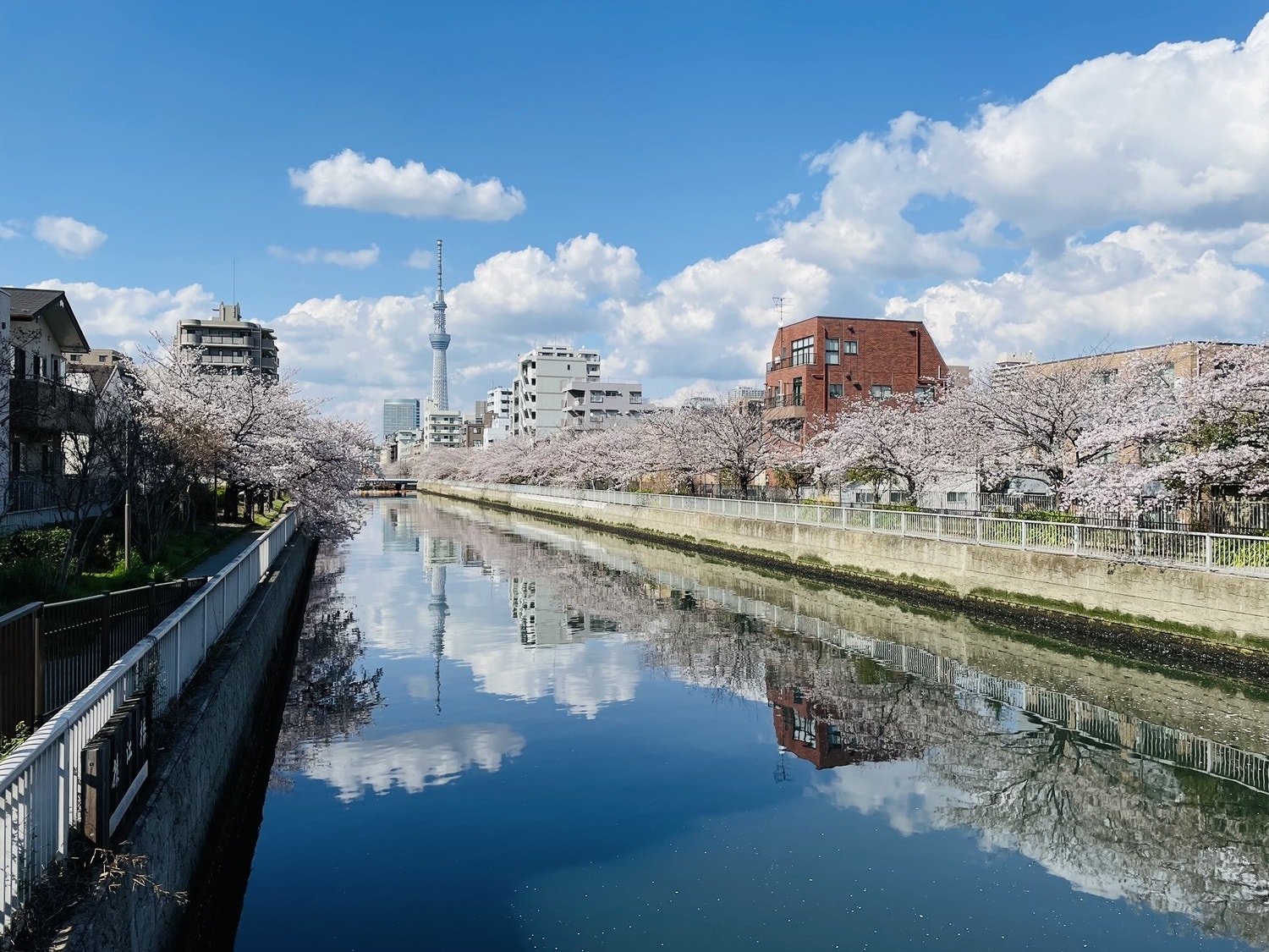 東京都立大学 南大沢キャンパス前の桜並木の写真素材86288233- PIXTA