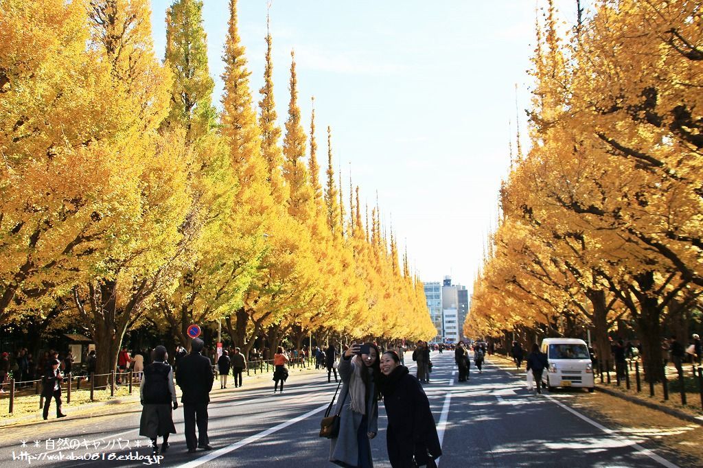 神宮外苑いちょう並木は色づきが遅れ気味 今週末も見頃続く - ウェザーニュース