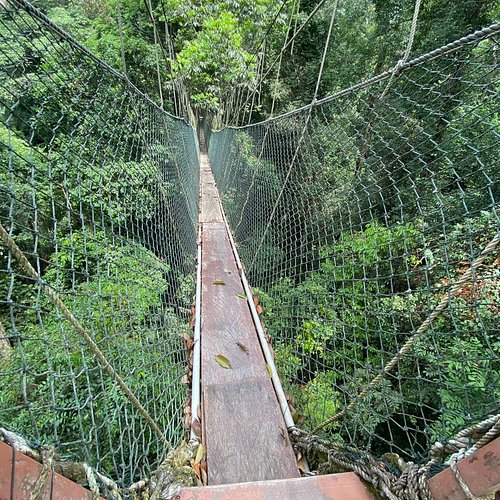 2025年 タマンネガラ国立公園の国立公園: タマンネガラ国立公園の国立公園をチェックする -