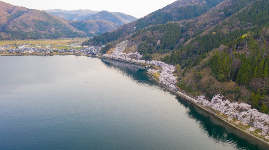 海津大崎の桜 アクセスや駐車場、見頃やお花見船情報などびわ湖周辺観光琵琶湖汽船