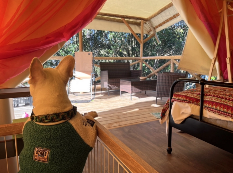 関東 ペット可 犬 のおすすめグランピング施設１０選