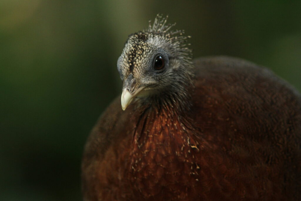 タマンネガラ国立公園周辺のおすすめホテル10選 - 格安ホテル予約 - -