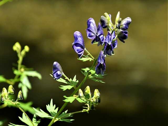 上高地へショウキランに逢いに？ - 気ままに菓子作り