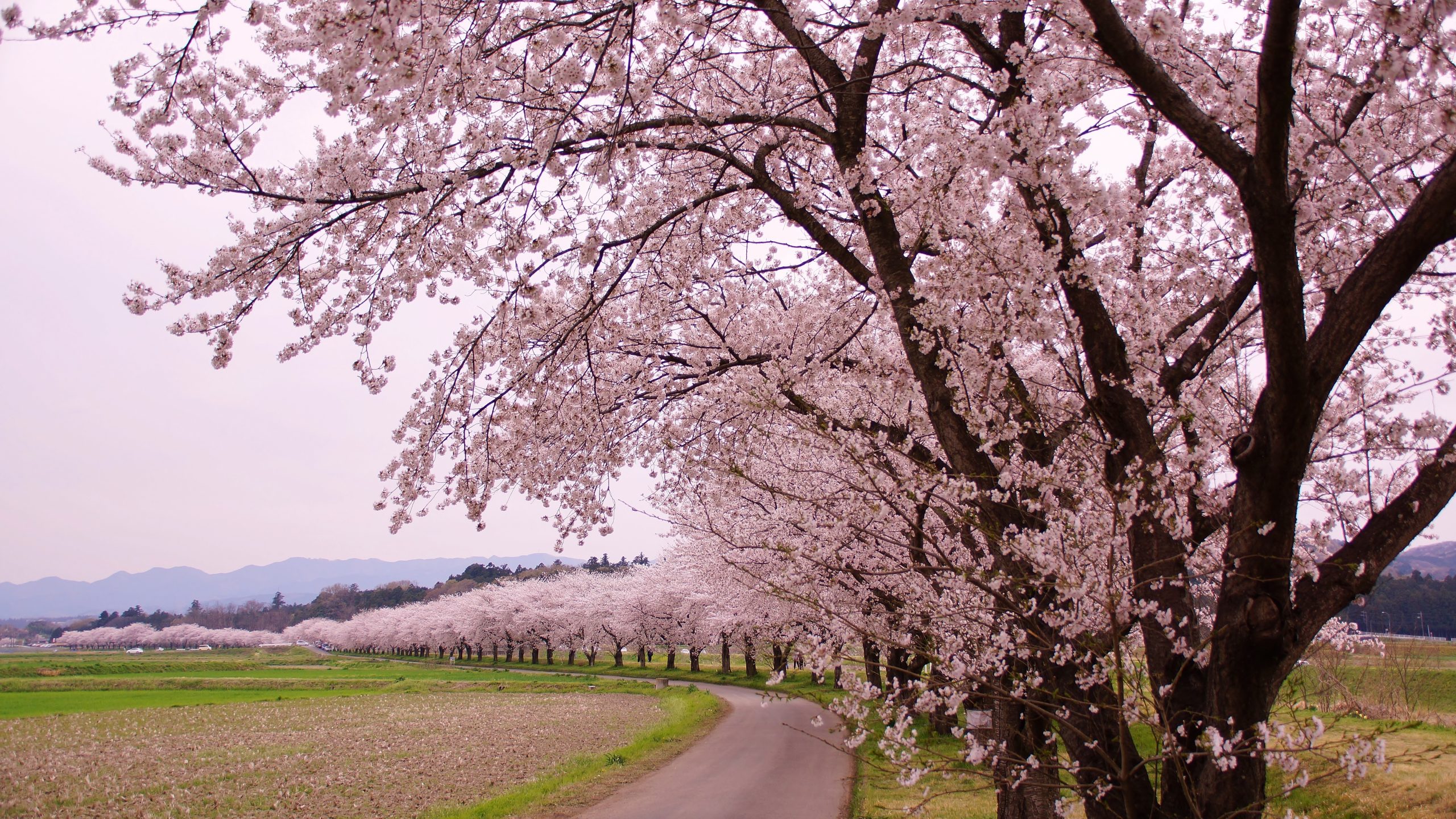 都幾川桜堤の写真素材 - PIXTA