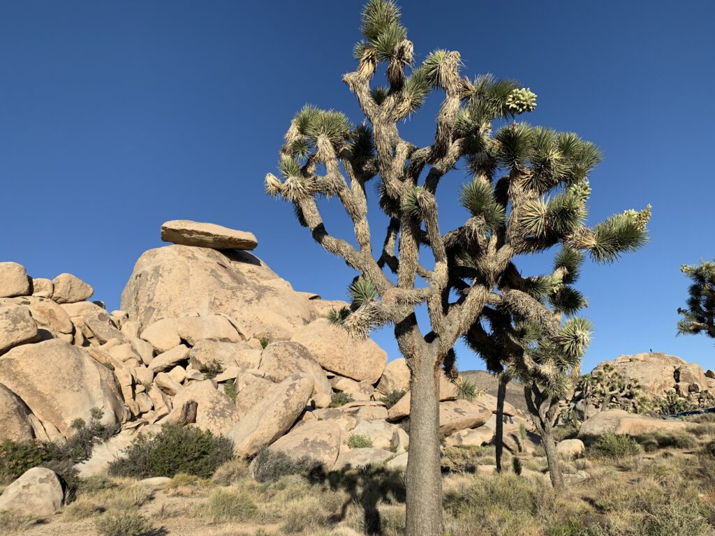 Joshua Tree National Park絶景が堪能できるジョシュアツリーの一大自生地