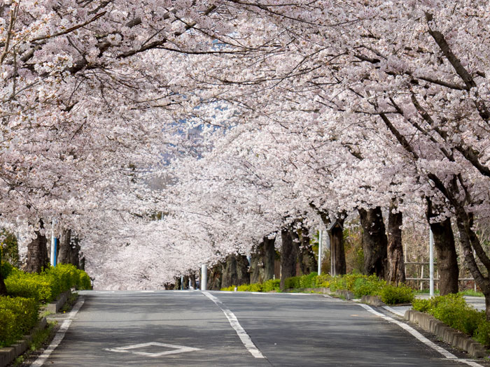 桜を車の中から観賞 ドライブで見ることができる横浜の桜スポット集めました 横浜市内横浜・湘南で子供と遊ぶ - あそびい横浜・湘南