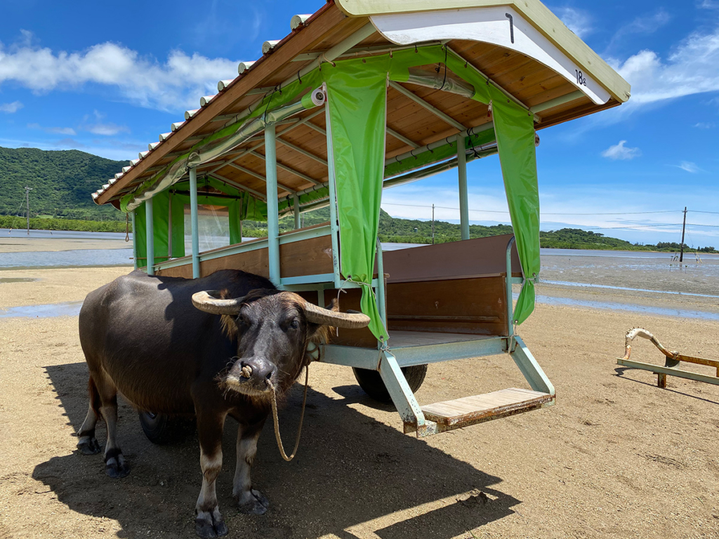 沖縄本島の中部エリアにあるおすすめの人気観光スポット10選