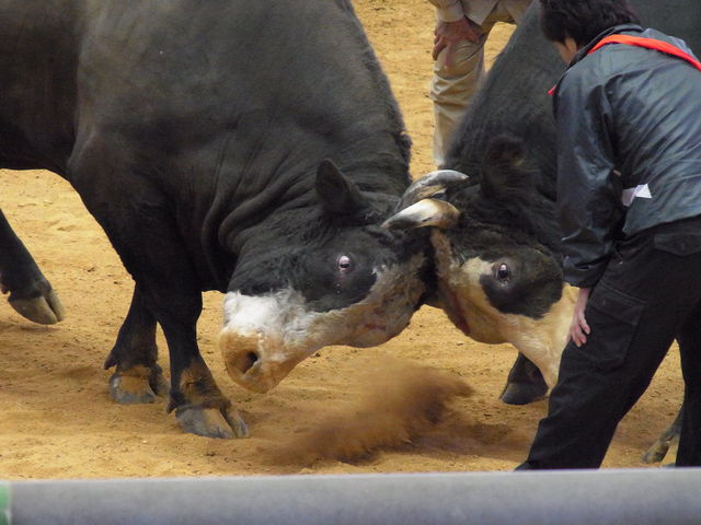 結びの一番 大型牛激突 あげな闘牛大会、31日に安慶名闘牛場