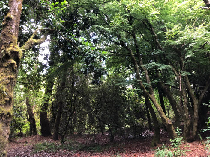 バルディビアでイチ押しの無料観光スポット10 選トリップアドバイザ