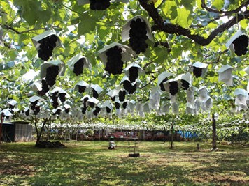 山梨へワイン三昧バスツアーぶどう狩り・ワイン講座も！みんなの旅プラン 旅色 旅行プランは旅色で