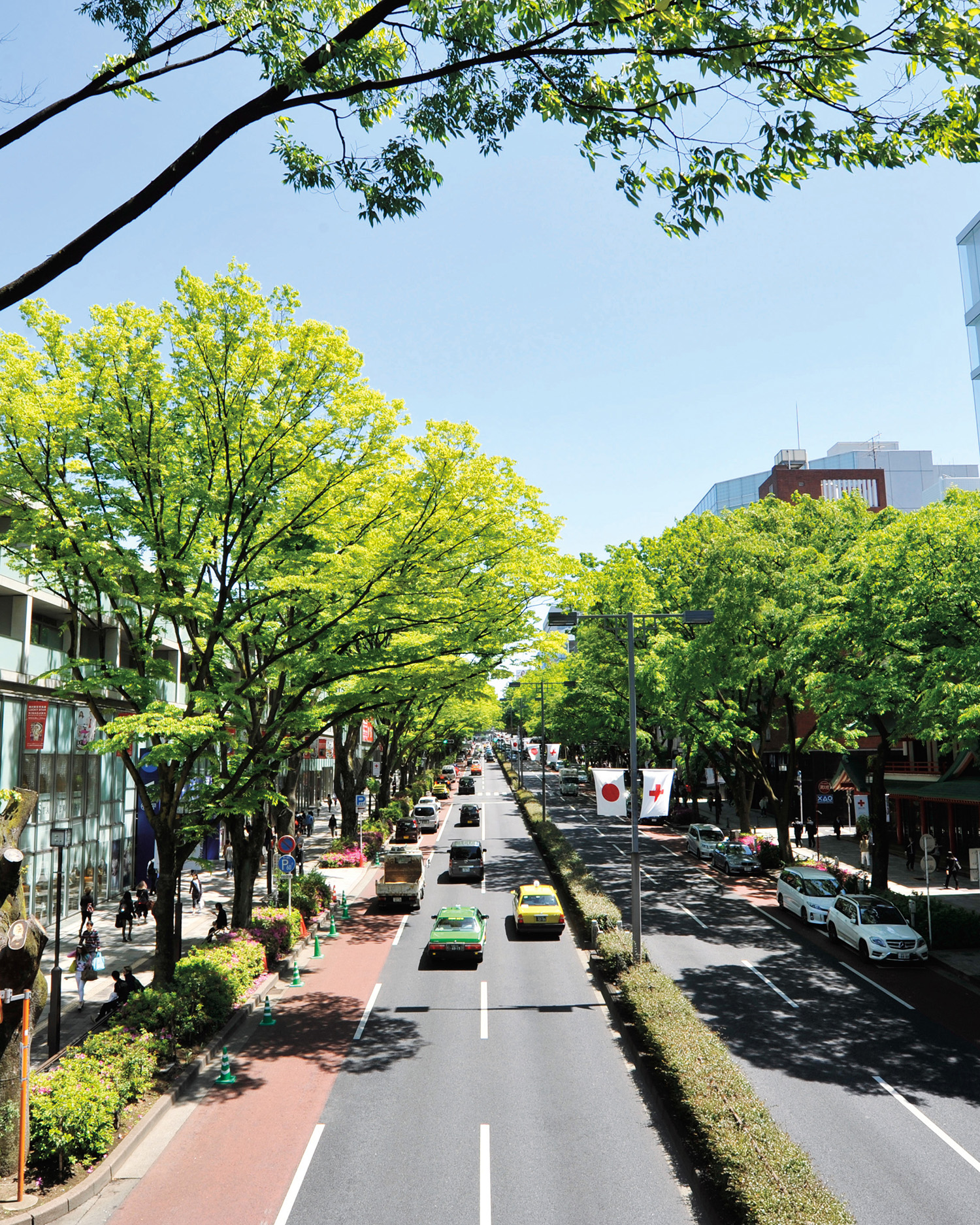 東京 神宮外苑イチョウ並木の歩き方🍁☕️Titicaca