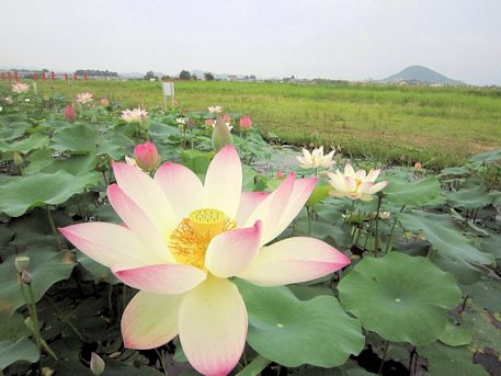 藤原宮跡 文化遺産オンライン