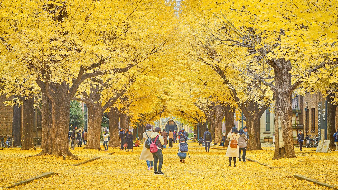 大学通りの桜並木 東京都国立市- カメラを持って散策