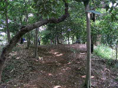 高幡不動から平山城址公園～多摩丘陵の雑木林の道～:あの頂を越えて