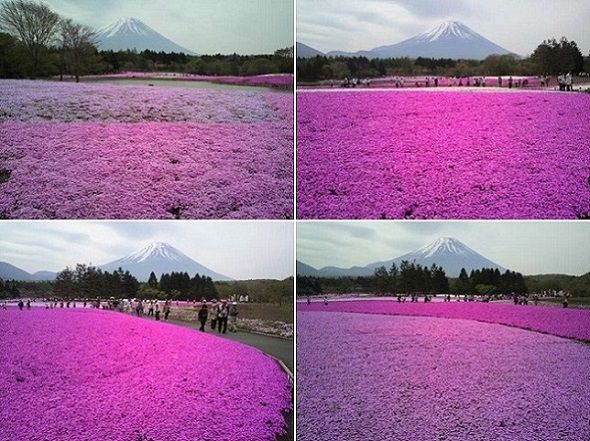 空から見る「富士芝桜まつり」
