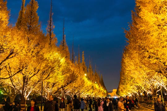 ○「明治神宮外苑」のイチョウ並木をお散歩☆あやしゃんのハッピーダイヤモンドLife☆