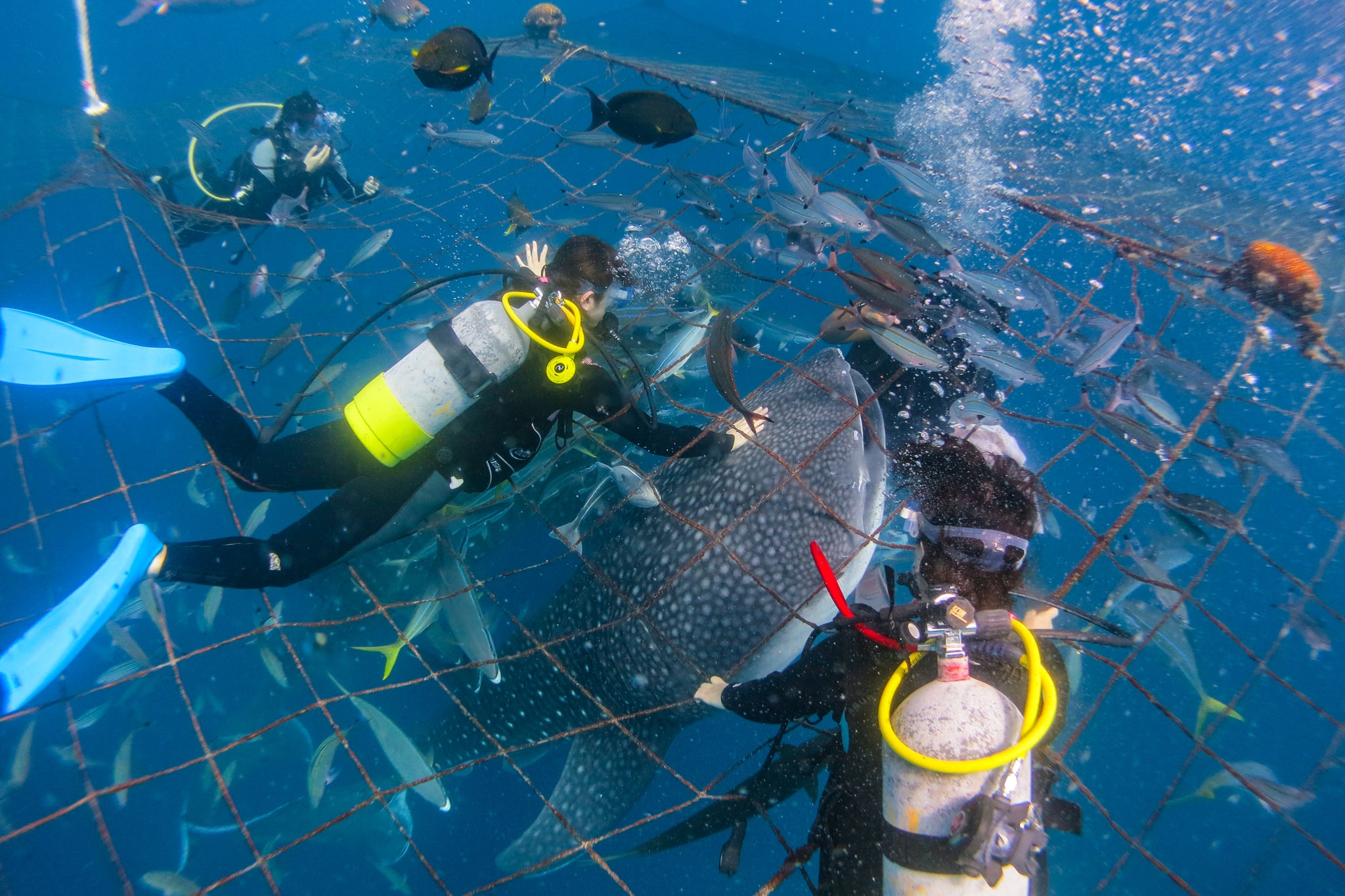 2025年最新 シュノーケリングで沖縄のジンベイザメに会おうラピスマリンスポーツ