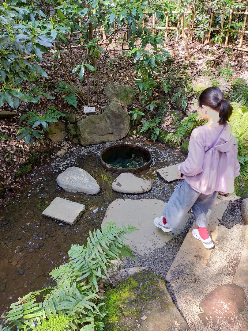 明治神宮 渋谷区 新しい鳥居をくぐり、明治神宮に参拝＆神秘の杜をさんぽしよう