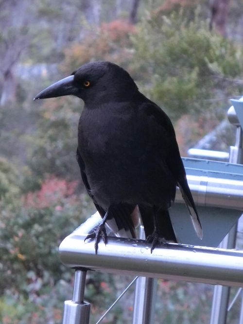 世界一空気の綺麗なタスマニア島 2 2 後編