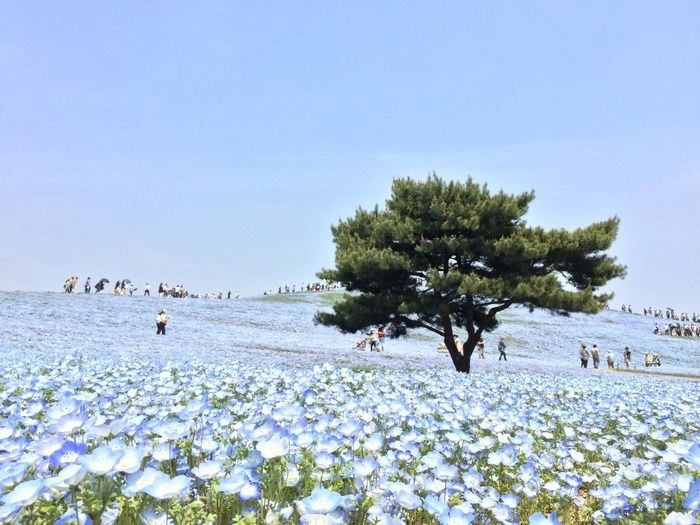 東京近郊・関東のおすすめビーチコーミングスポット5選Picture Book