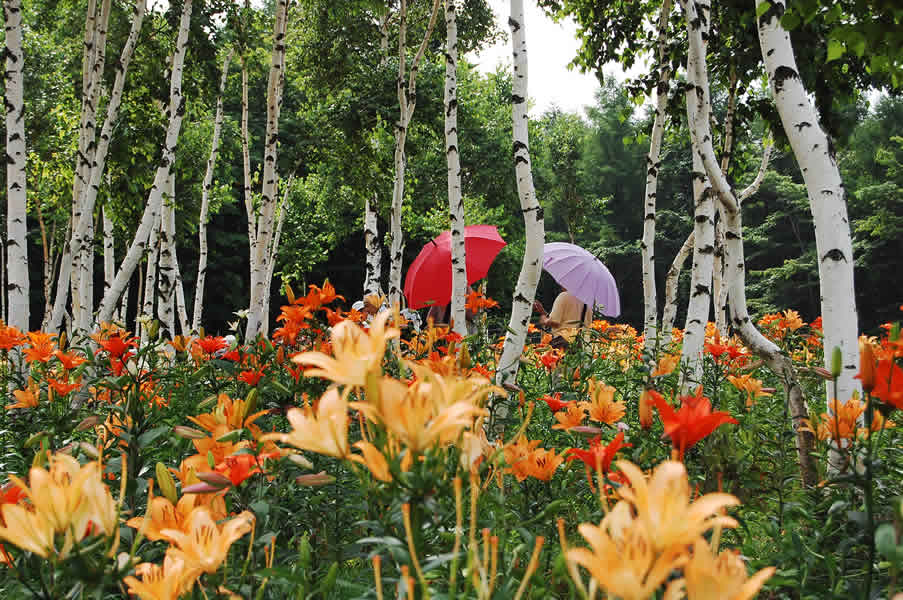 ハンターマウンテンゆりパーク日本最大級“400万輪”のユリが彩る『ゆり博』を開催！！株式会社東急リゾートサービス ハンターマウンテン 塩原のプレスリリース