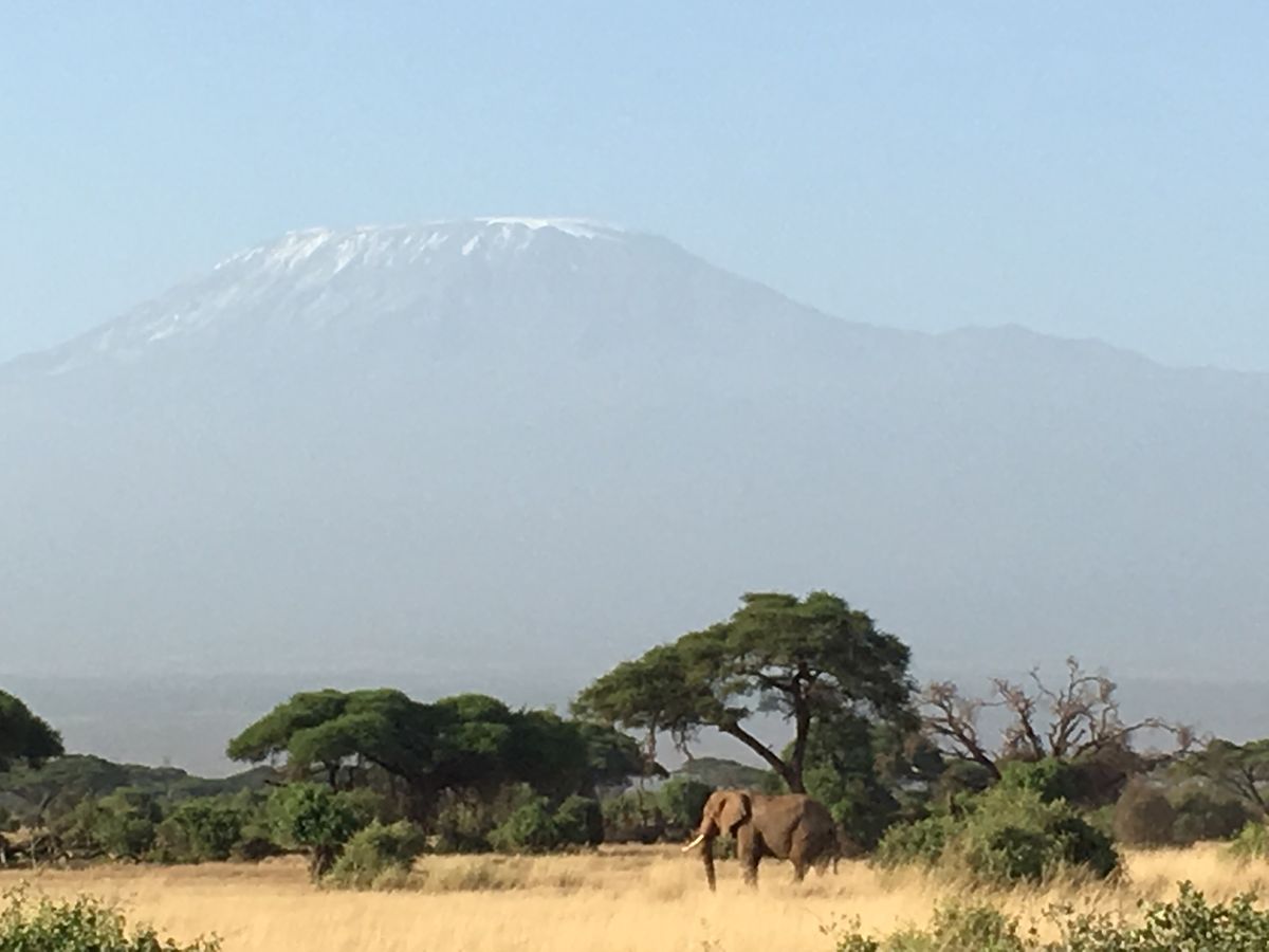 ケニア アンボセリ国立公園～キリマンジャロの麓はゾウの楽園～Zooっと旅しよう！動物観察旅専門メディア