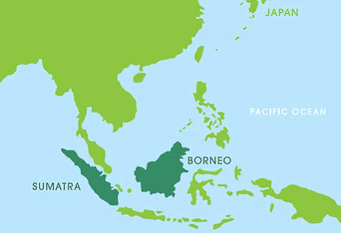 スマトラってどこ？ スマトラカレーのスマトラは、 インドネシア「スマトラ島」です。