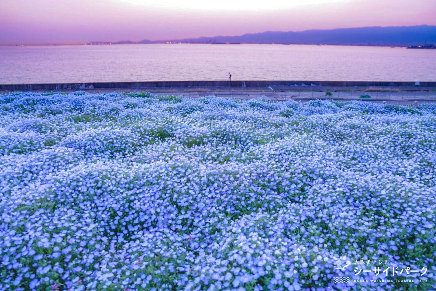 大阪まいしまシーサイドパークオリオンツアー 公式