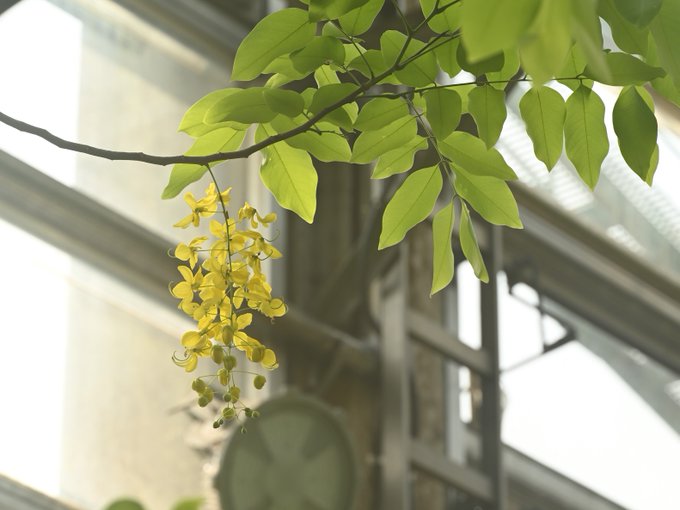黄金の花 開花 ナンバンサイカチ