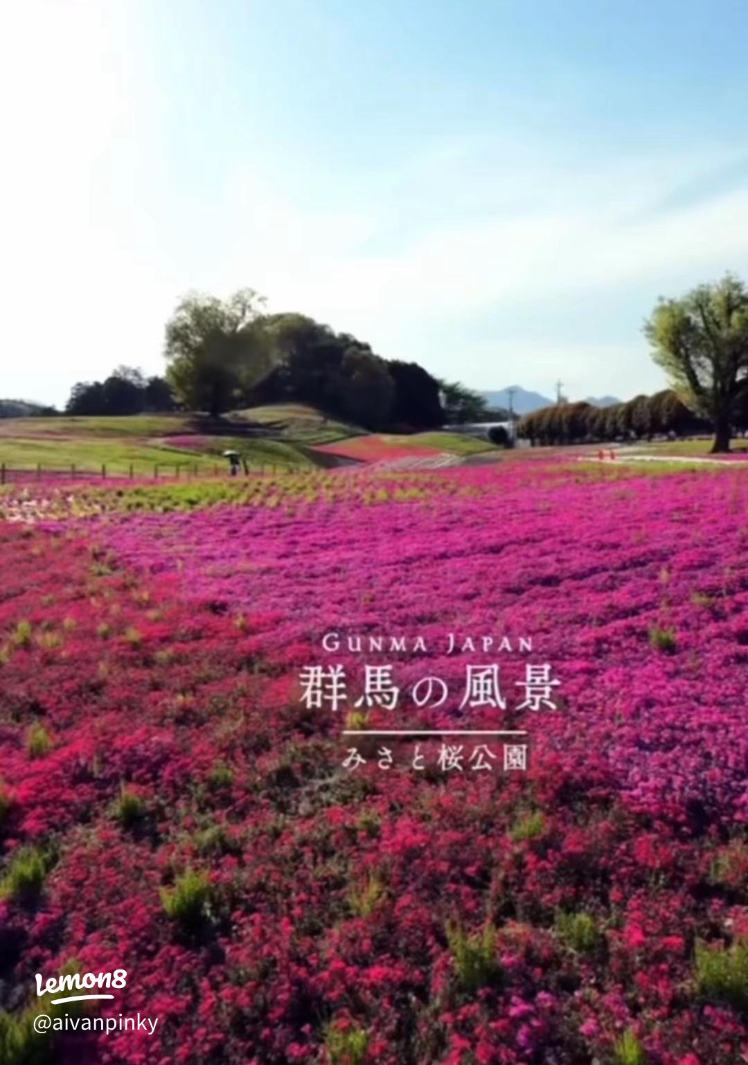 みさと芝桜公園 芝桜まつり 見頃 開花状況 2025