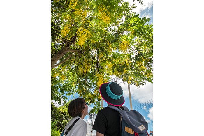 ナンバンサイカチ - やいまニュースやいまタイム