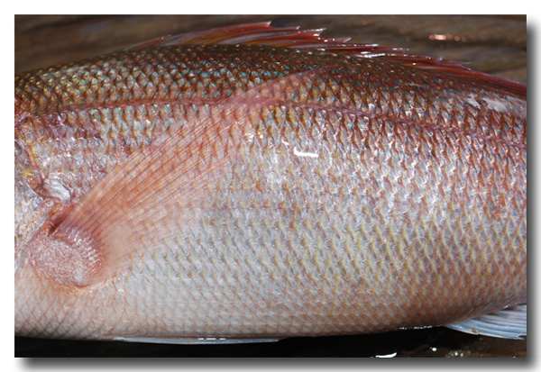 沖縄・自炊 クルキンマチ 姫鯛