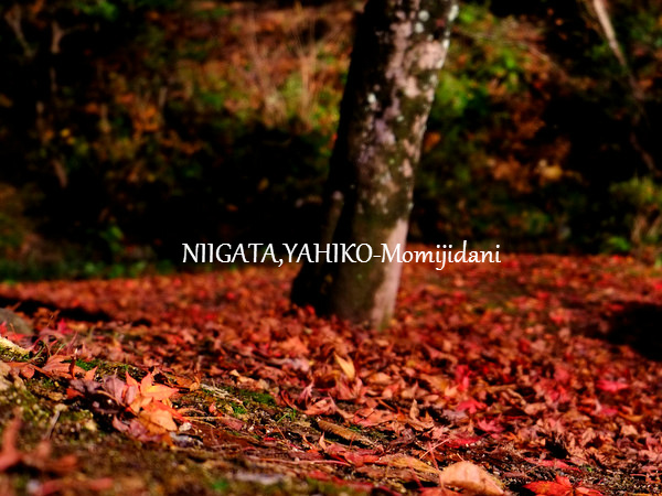 もみじ谷を歩いてみた ^^♪』弥彦 新潟県 の旅行記・ブログ