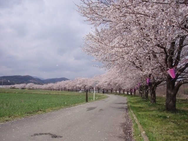 都幾川桜堤の花見・桜情報 2025 ウェザーニュース