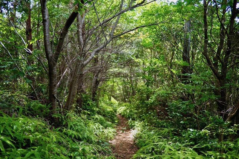 沼島 上立神岩：近畿エリアおでかけガイド：JRおでかけネット