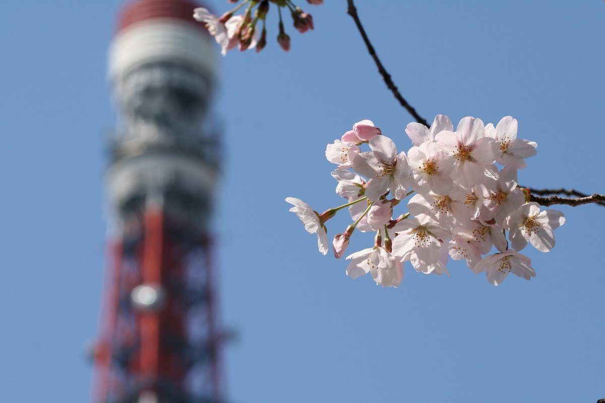 新しくなった東京タワーをご紹介！ - 日本の観光情報メディア