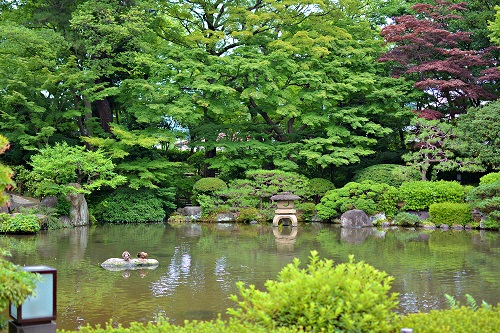 山形県総合運動公園 イチョウ並木 ライトアップ 2025