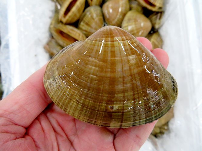 第１回あばしり天空の里フォトコンテスト”を開催します！お知らせ網走市観光公式サイト「おいしいまち網走」