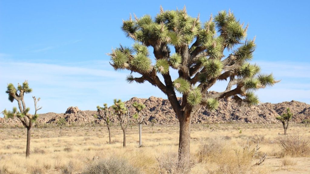 アメリカ・ジョシュアツリー国立公園の見どころ～砂漠で踊る植物たち～ふみおのアメリカ駐在ライフ