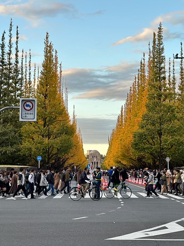 神宮外苑の銀杏並木は歩行者天国に＼ ◎o◎: 自然のキャンバス