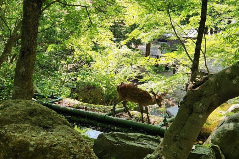 京都るり渓温泉 温泉&グランピングで楽しむカップルの贅沢アウトドアデート -