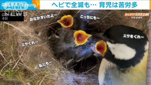 広島大学創立75+75周年記念事業 第22回両生類研究センター企画展 『みんな知ってる？東広島に棲む両生類たち』を開催しました。 –