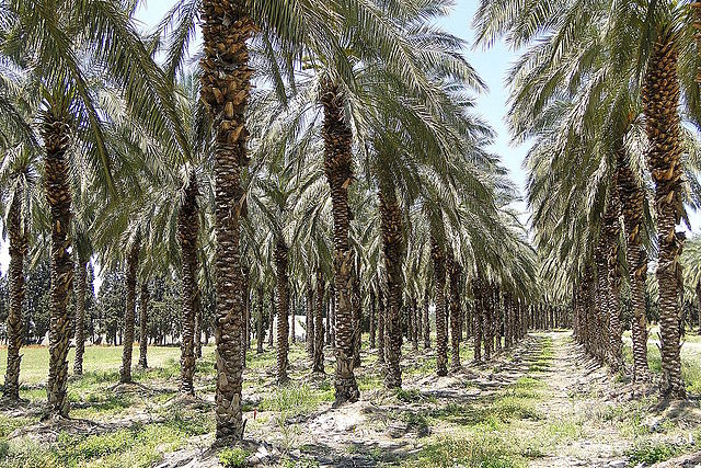 ビジネスに「アフリカ」という選択を考えてみる：朝日新聞GLOBE＋