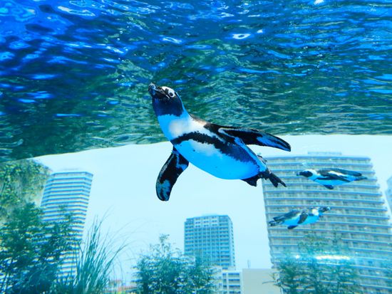 サンシャイン60展望台が10月3日から一時閉館 それまで「お別れイベント」 23年春リニューアル予定：東京新聞デジタル