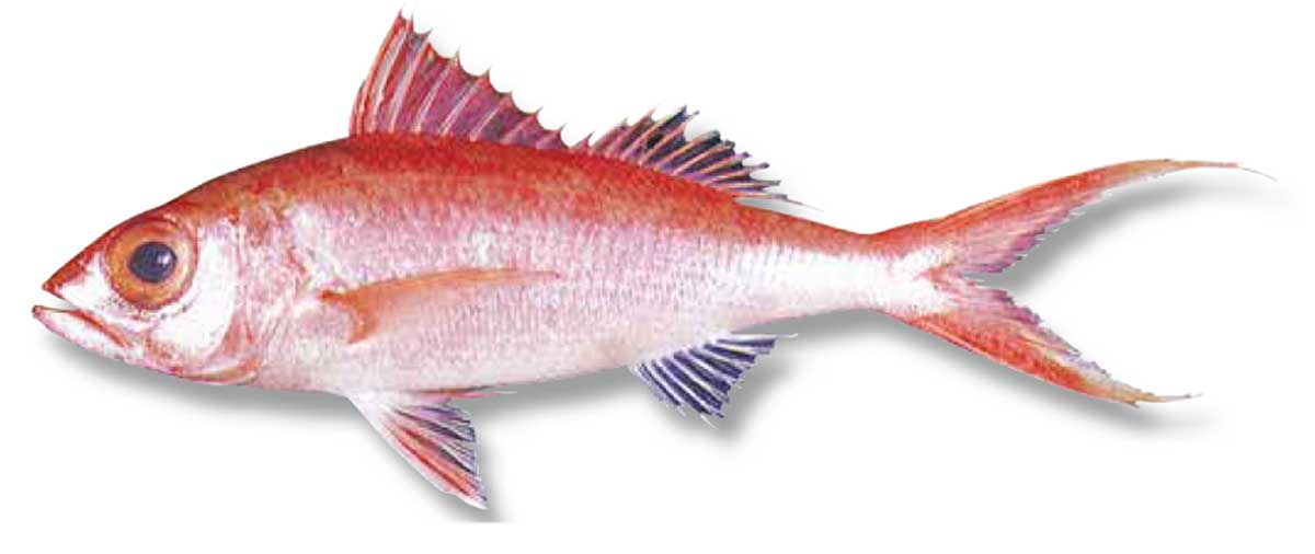 アカマチ：沖縄釣り情報