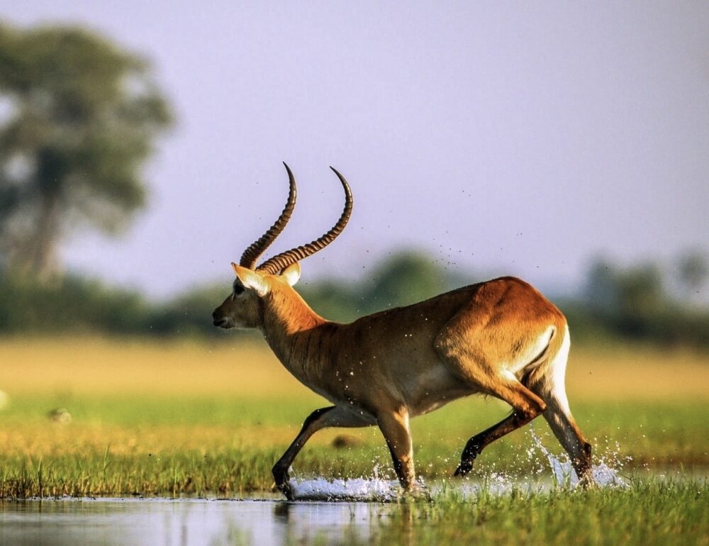 オカバンゴ・デルタ - 世界遺産を学ぶ