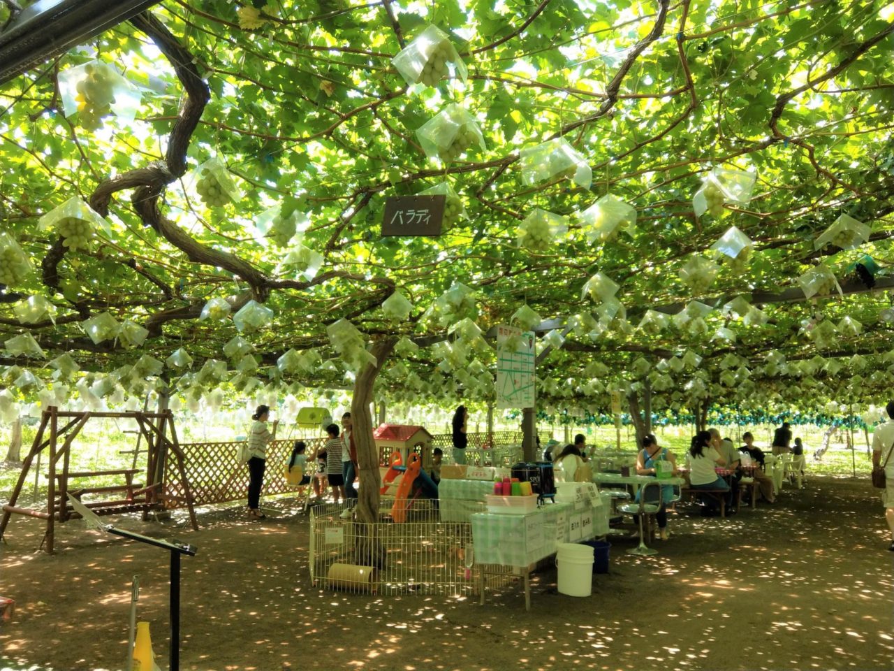 勝沼ぶどう郷駅から日帰りプチ旅。ブドウ畑を縫って日本ワイン発祥の地へ - 中央線が好きだ。web公式