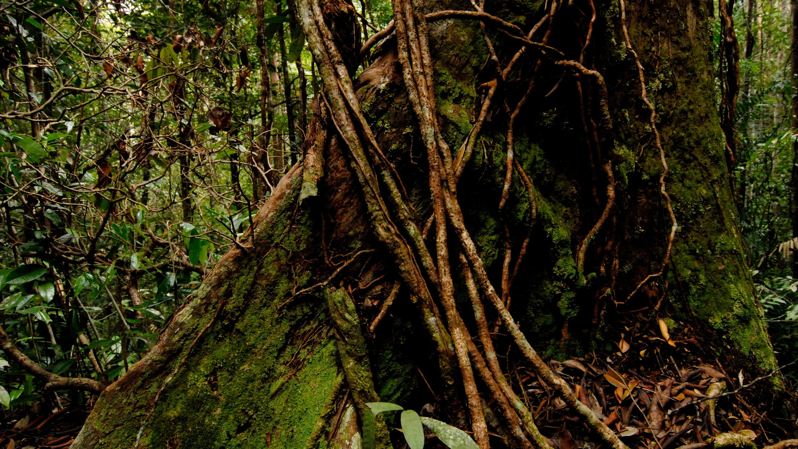 タマンネガラの基本情報