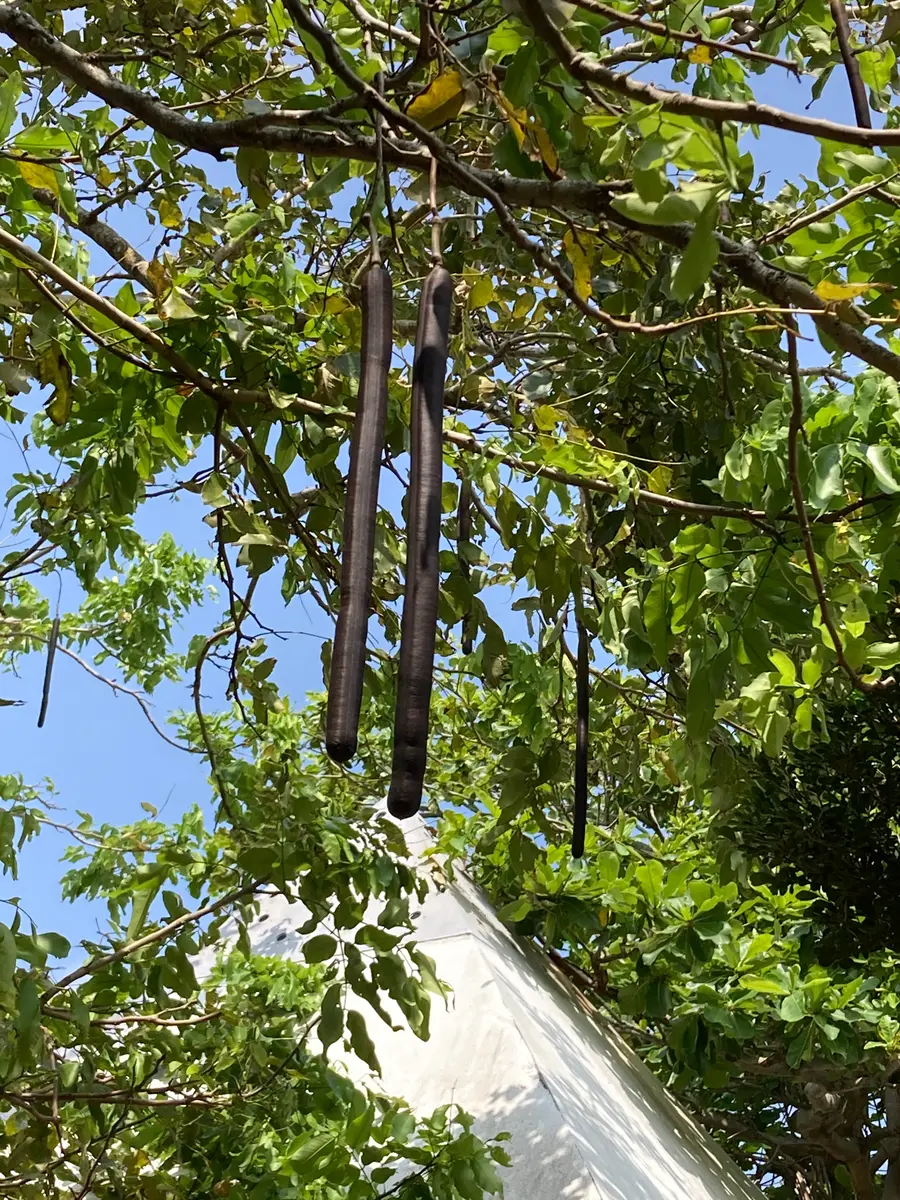 ナンバンサイカチの花と実 沖縄ではこの時期になるとナンバンサイカチが綺麗な花を咲かせてくれます。 別名