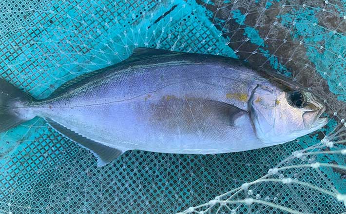 料金・紹介まるよし渡船